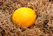 Single Lemon on Moss Single Lemon on Moss