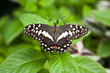 black and white butterfly