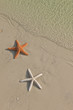 Couple of starfish on a tropical beach, tide coming in