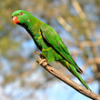 Scaly-breasted lorikeets