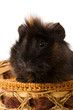 cavy pet