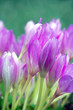 Blooming crocuses Blooming crocuses