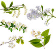 isolated spring blossom collection