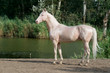 cremello akhal-teke horse stallion portrait cremello akhal-teke horse stallion portrait