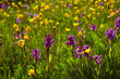 Flowering meadow