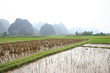 Rizière près de Yangshuo en Chine avec montagne