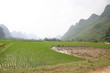 Rizière près de Yangshuo en Chine