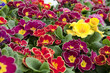 Photo: primeveres colorées aux tons chauds primeveres colorées aux tons chauds