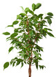 pipal tree isolated