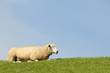 Schaf