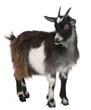 Common Goat from the West of France, Capra aegagrus hircus