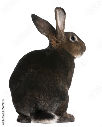 Photo: Castor Rex rabbit in front of white background Castor Rex rabbit in front of white background