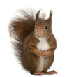 Eurasian red squirrel, Sciurus vulgaris, 4 years old