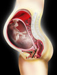 Mutterleib