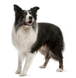 Border Collie standing in front of white background