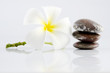 Frangipani on therapy stones Frangipani on therapy stones