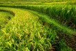 Rice paddies on Bali, Indonesia