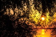 Foto: sunset behind the tree sunset behind the tree