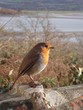 Resting Robin