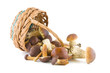 Mushrooms and a basket