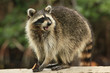 Cute raccoon nibles a chocolate cookie