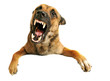chien dangereux chien dangereux
