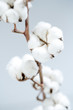cotton