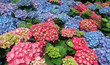 Hortensia field Hortensia field