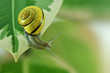 snail