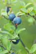 Wild Blueberries