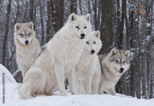 Photo: Arctic Wolf Pack Arctic Wolf Pack