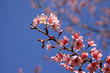 Thai cherry blossom, Sakura
