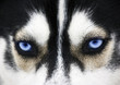 Close up on blue eyes of a dog