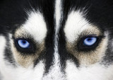 Close up on blue eyes of a dog - Fine Art prints