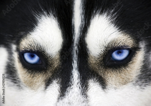 Photo: Close up on blue eyes of a dog Close up on blue eyes of a dog
