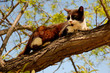 Cute cat on tree branch