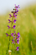 Meadow clary (Salvia pratensis) on a summer day