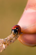 Ladybug eating a aphid