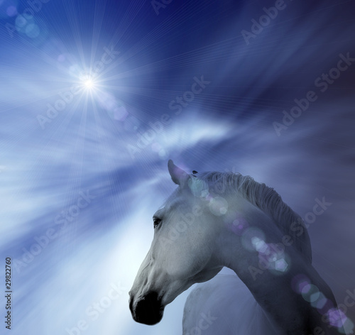 Illustration: White horse, abstract background White horse, abstract background