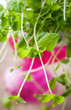 Fresh mint