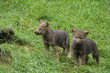 Wolfswelpen ( Canis lupus )