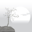 Gray tree on an edge of a rock and rising sun Gray tree on an edge of a rock and rising sun