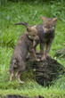 Wolfswelpen ( Canis lupus )