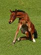 Foal Getting Up