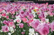Tulipes en fleur Tulipes en fleur
