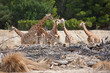 Girrafe