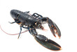 Homard breton