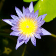 voda lilie