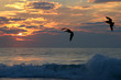 Pelican Východ