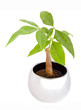 Mini-Palme Mini-Palme